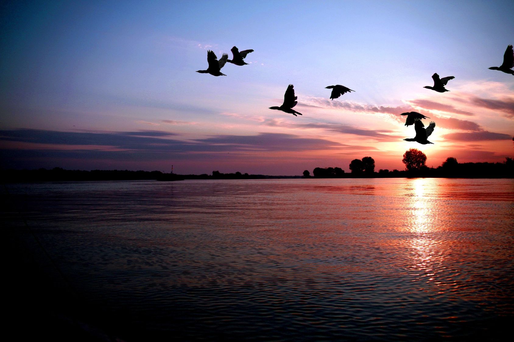 Birds flying at sunset